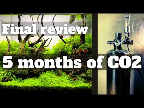 This DIY CO2 System Lasted Almost 5 MONTHS! My Final Review Of The Colombo CO2 Reactor