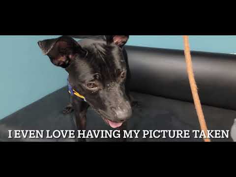 Bobby Socks, an adopted Pit Bull Terrier Mix in Kansas City, MO_image-1