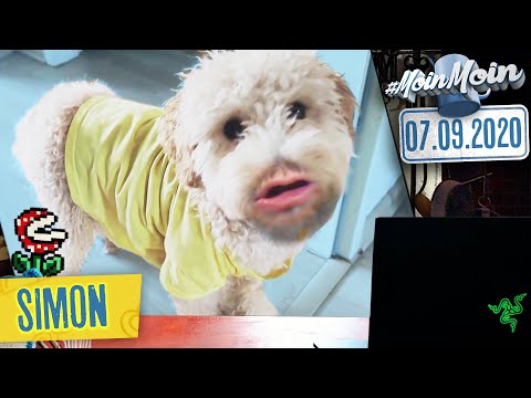 Kochen mit HelloFresh: Mein Fazit & Pöddl kriegt 'nen Pulli | MoinMoin mit Simon