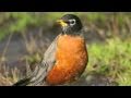 Al Jolson sings "When The Red Red Robin Comes Bob Bob Bobbin' Along"