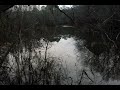 The Plat-Eye: A Lowcountry Shapeshifter Legend | The Moonlit Road