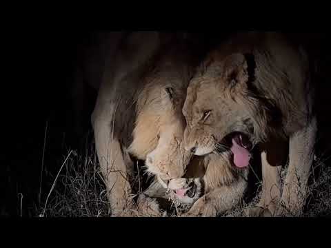 Mohawk Avoca Male Lion and Nkuhuma Princes | 8 October 2023