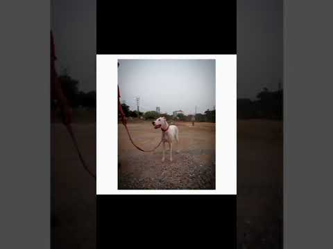 noora the DOGOARGENTINO😍🐶