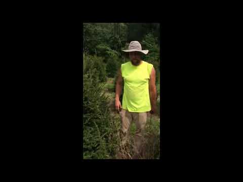 Spruce tree trimming lesson
