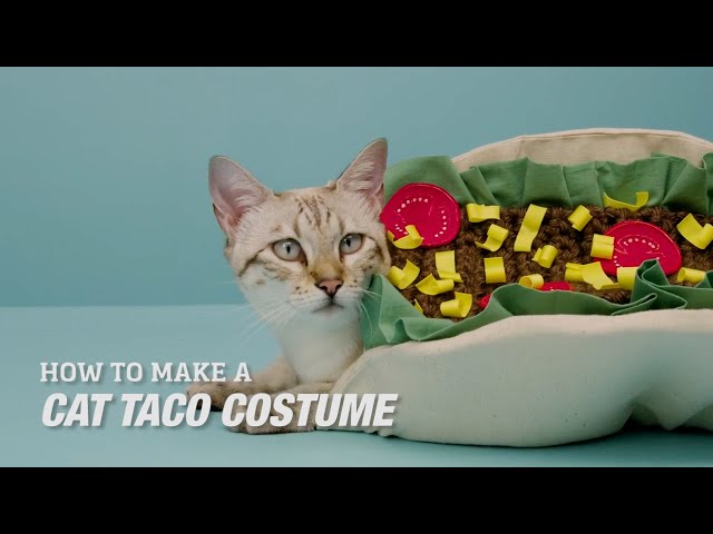 How to Make a DIY Cat Taco Costume
