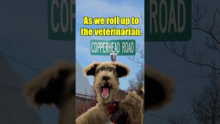 Steve Earle - Copperhead Road.