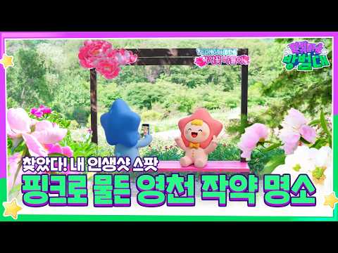 영천을 물들인 핑크빛 물결 ∘˚˳°∘° ✿｜영천 작약꽃 명소 추천