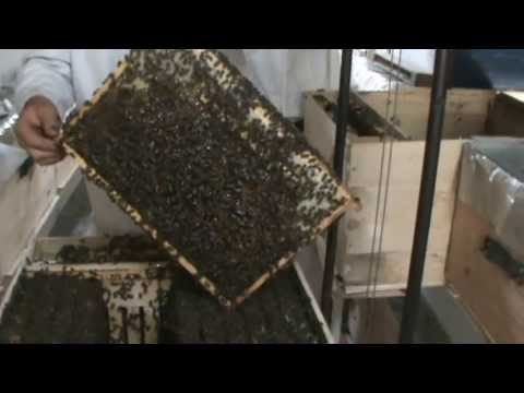 2. Apicultura practica - Operatie de tranzvazare si temperare a roitului la stupina 2/4
