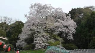 preview picture of video '徳島で遊ぶ 吉良のエドヒガン桜 2011'
