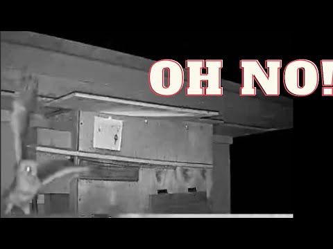 Oh No! Nestling fledges prematurely, falling off the nest box. Let's hope the little one is OK.