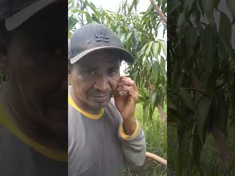 QUAL O NOME DESSA MANGA AI NA SUA REGIÃO  DEIXE AI NÓS COMENTÁRIOS