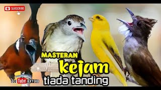 Download lagu MASTERAN KEJAM TIADA TANDING kasar panjang cililin - katem - kenari - jenggot mp3