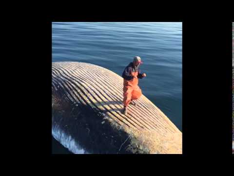 Turn Down for What - Whale Dance