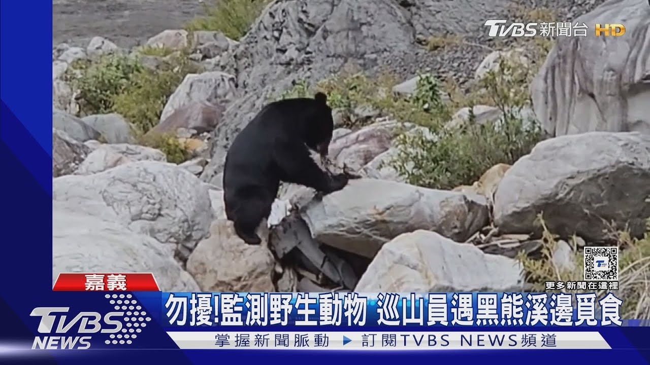 這也太萌了!監測野生動物 遇黑熊覓食、水鹿洗泥巴浴