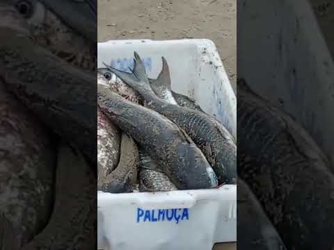 Tainha itapirubá imbituba Santa Catarina.
