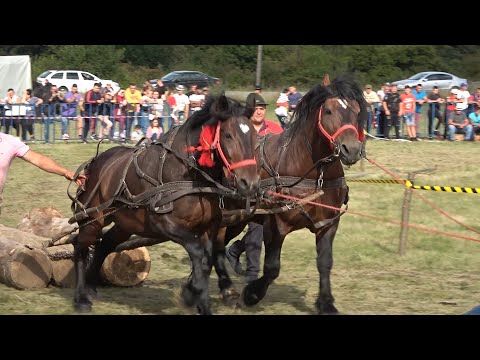 Concurs cu cai de tractiune proba de dublu Lita, Cluj 4 Sept 2022 Nou!!!