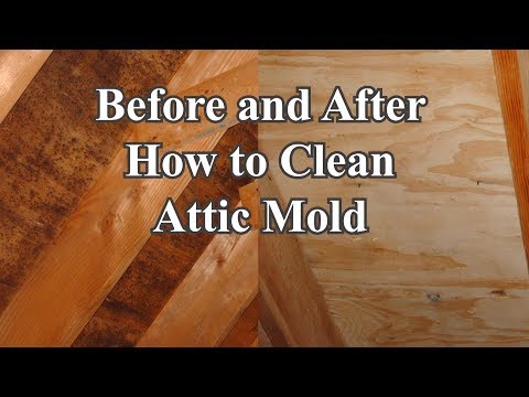 image-What can I spray in my attic for mold?