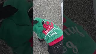 I love my Winston #snowdog #dogmom