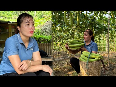 Making a chicken coop - Harvesting luffa to sell at the market