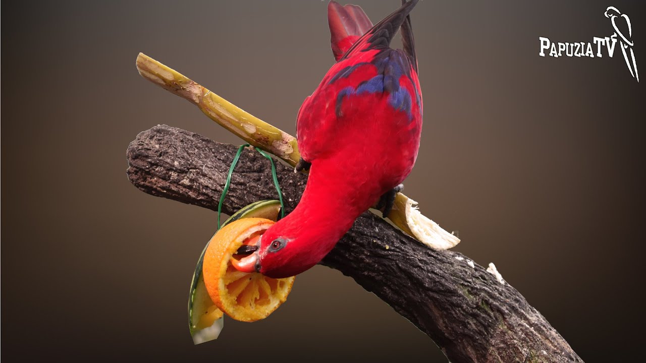 Jak podawać papugom jedzenie