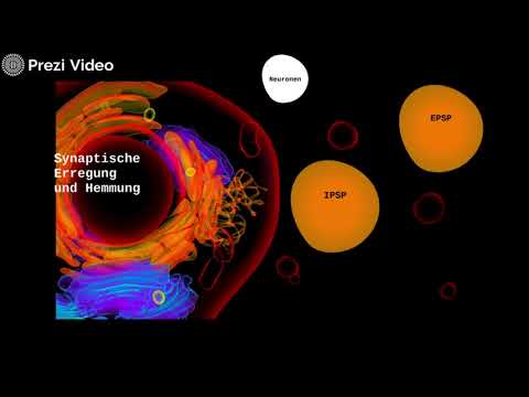 hemmende und erregende Synapsen