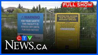 Stormwater ponds to be treated for Invasive fish | CTV News Edmonton at Six for Aug. 24, 2026