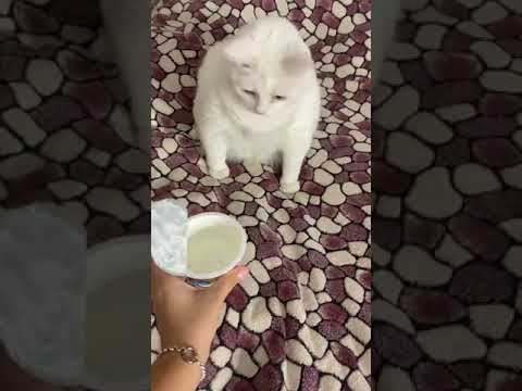 猫が好む10の匂い