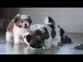 Shih Tzu dogs for sale: Joey - Video 1
