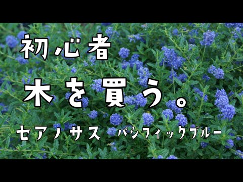 カリフォルニア ライラック ceanothus 青い花を持つ常緑低木