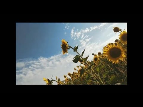 Fryzu- Higanbana (prod. Robert Tar) ( Video)