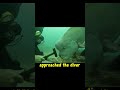 curious fish with HUMAN FACE#fishing #fish #aquarium #crabs