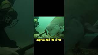 Download lagu curious fish with HUMAN FACE#fishing #fish #aquarium #crabs mp3