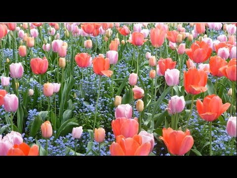 FRANCE - MONET's GARDEN at Giverny, France in Springtime