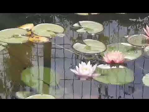 Nuferi la Manastireni