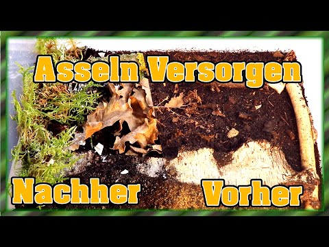 Porcellio laevis | Panda Asseln - Pandas versorgen