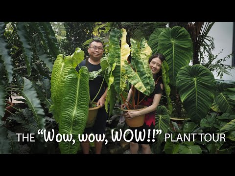 The AMAZING AMAZON Tropical Garden in BORNEO  | 18 PRO TIPs Plant care & Garden Design ft Au Yong