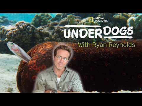 UNDERDOGS: Exploring Nature's Weirdos With Ryan Reynolds, Mark Linfield, And Vanessa Berlowitz