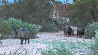 preview picture of video 'Javelinas in Gold Canyon'