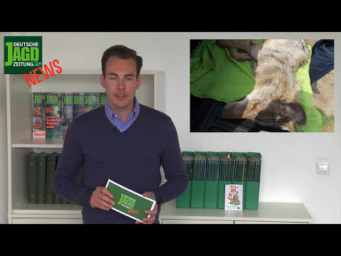 Gehörschutz reicht, FKK-Fan stört Jäger, kuriose Wilderei mit Motorrad u.w. – DJZ News 21/2016