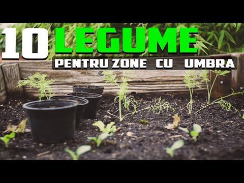 , title : '10 LEGUME PERFECTE pentru a fi crescute în LOCURILE cu UMBRĂ'