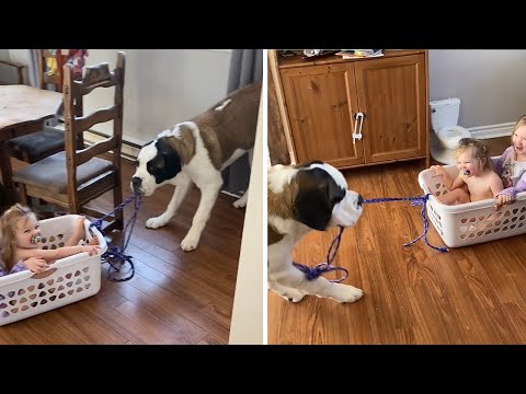 Big doggy takes kids for laundry basket ride #Shorts