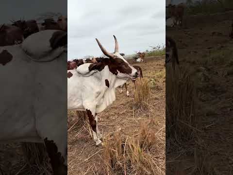 Pecuária Leiteira Se Consolida como Atividade Chave no Norte de Minas Gerais