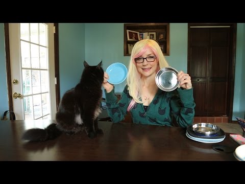 The Right Bowls For Your Cat