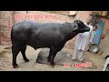 अंग्रेज भाई का 2 दात मुर्राह कटड़ा गाव �