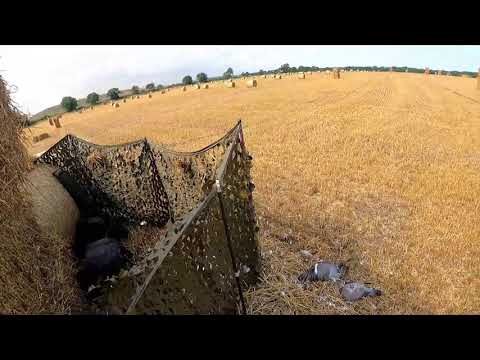 Pigeon decoying with the new Eley pro eco VIP 20b steel and the original Gamebore super steel in 20b