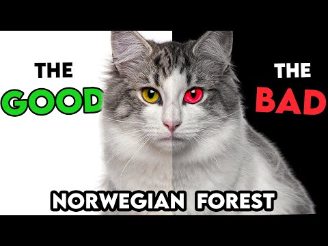 MUST-KNOW Norwegian Forest Cat PROS AND CONS