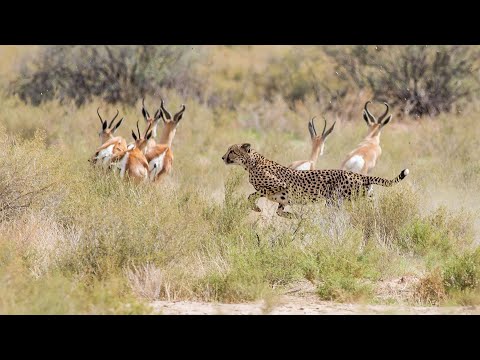 Presa contra depredadores: La supervivencia en el Serengueti