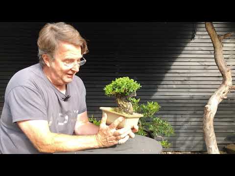 Mediterranean Bonsai growing in the cold climates