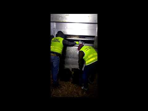 SG zatrzymano prawie ćwierć tony haszyszu