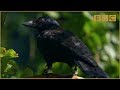 Are crows the ultimate problem solvers? - Inside the ...